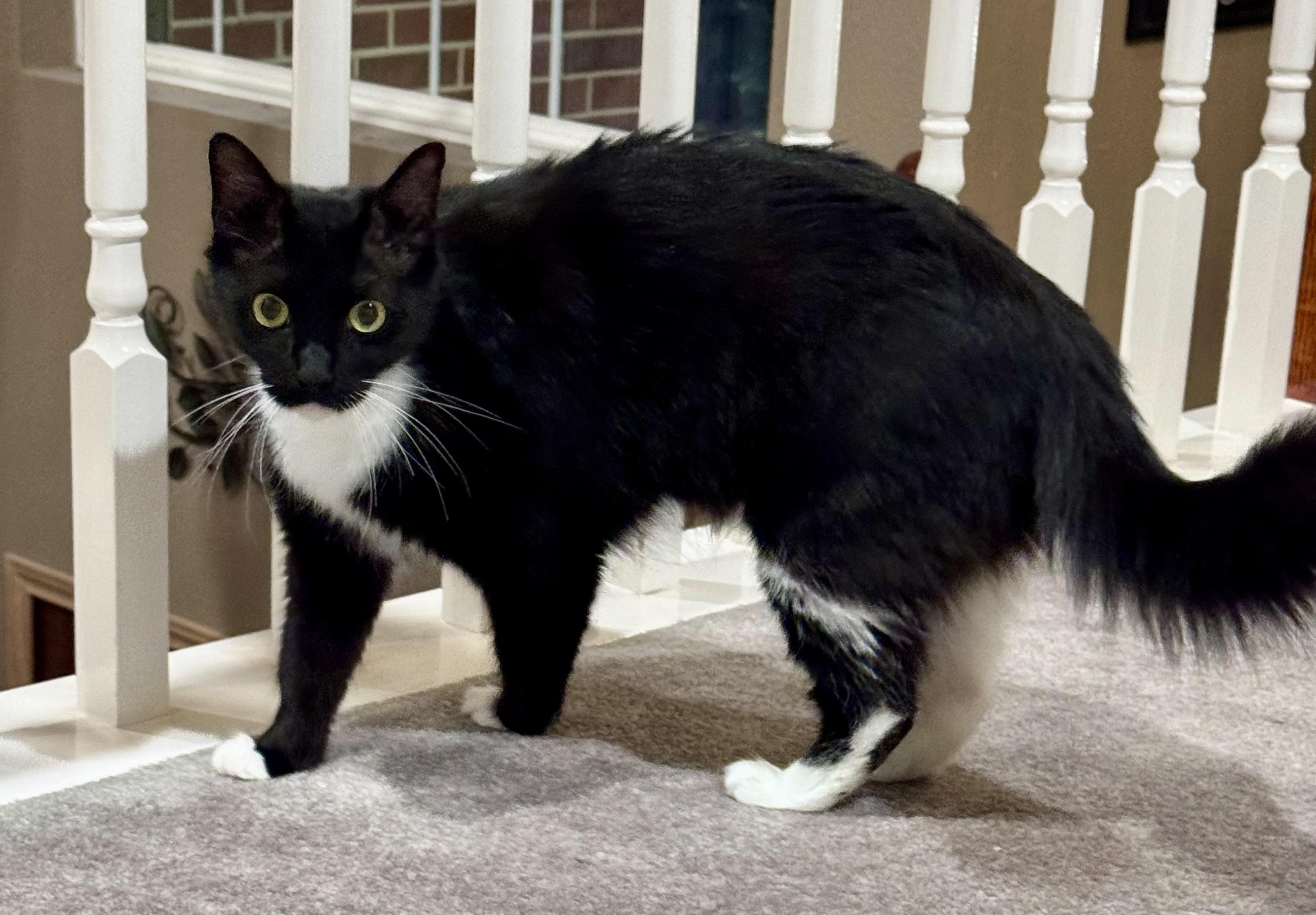 Mama Cat, ADOPTABLE, Young Female Domestic Medium Hair.