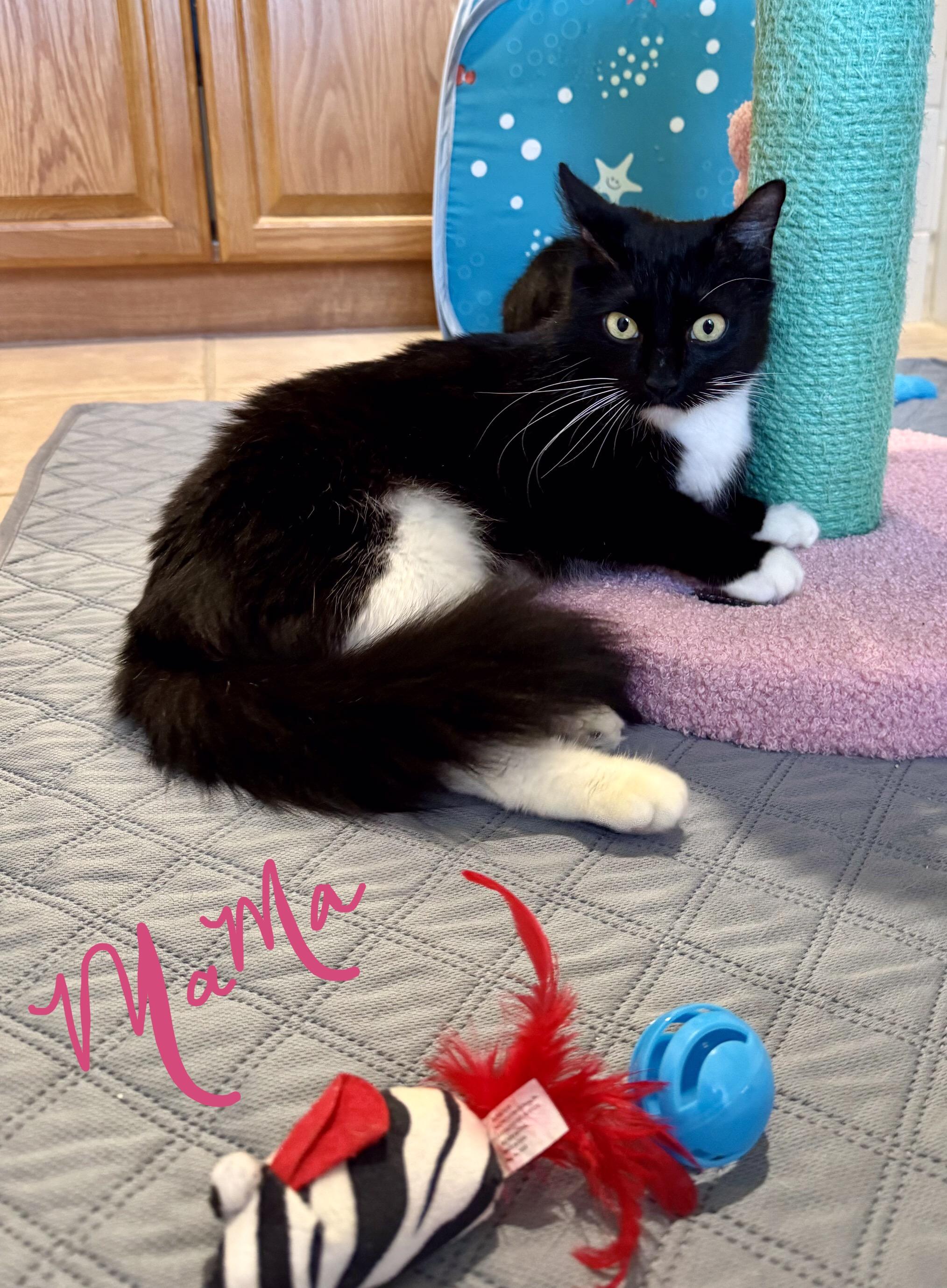 Mama Cat, a ADOPTABLE Domestic Medium Hair in Houston, TX image 1/2