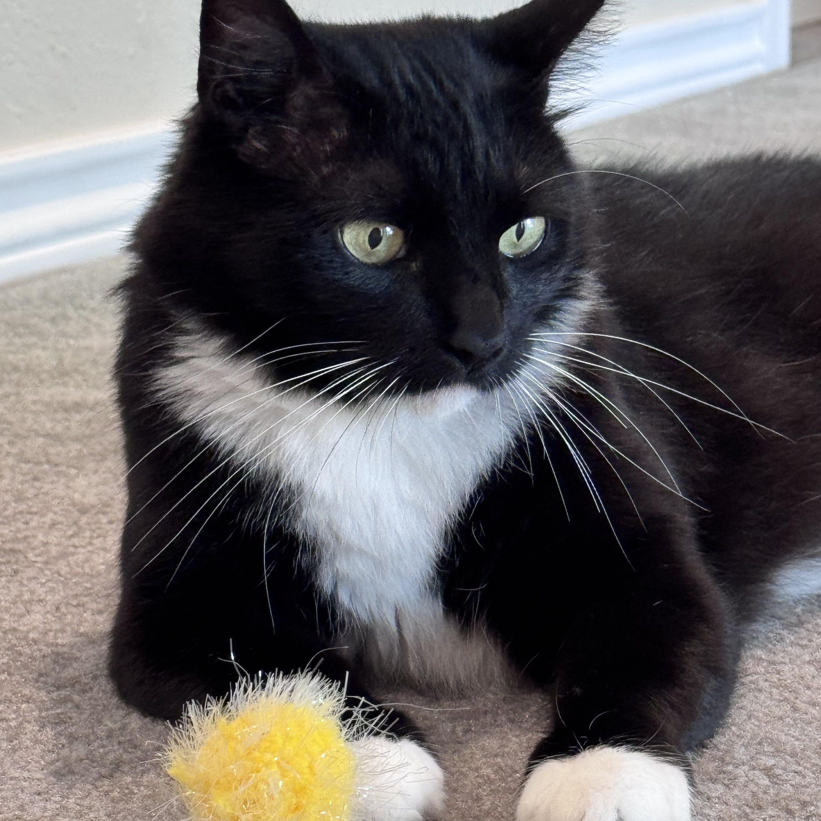 Mama Cat, a ADOPTABLE Domestic Medium Hair in Houston, TX image 5/6