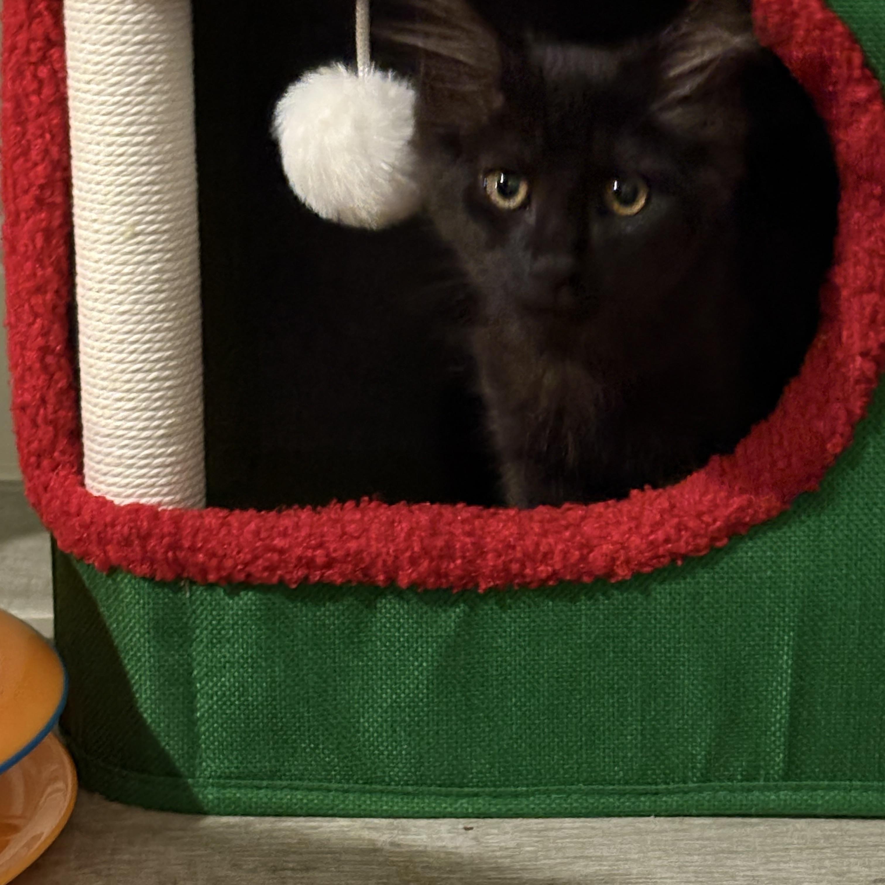 Bean, adopted, Kitten Female Ragdoll & American Shorthair.