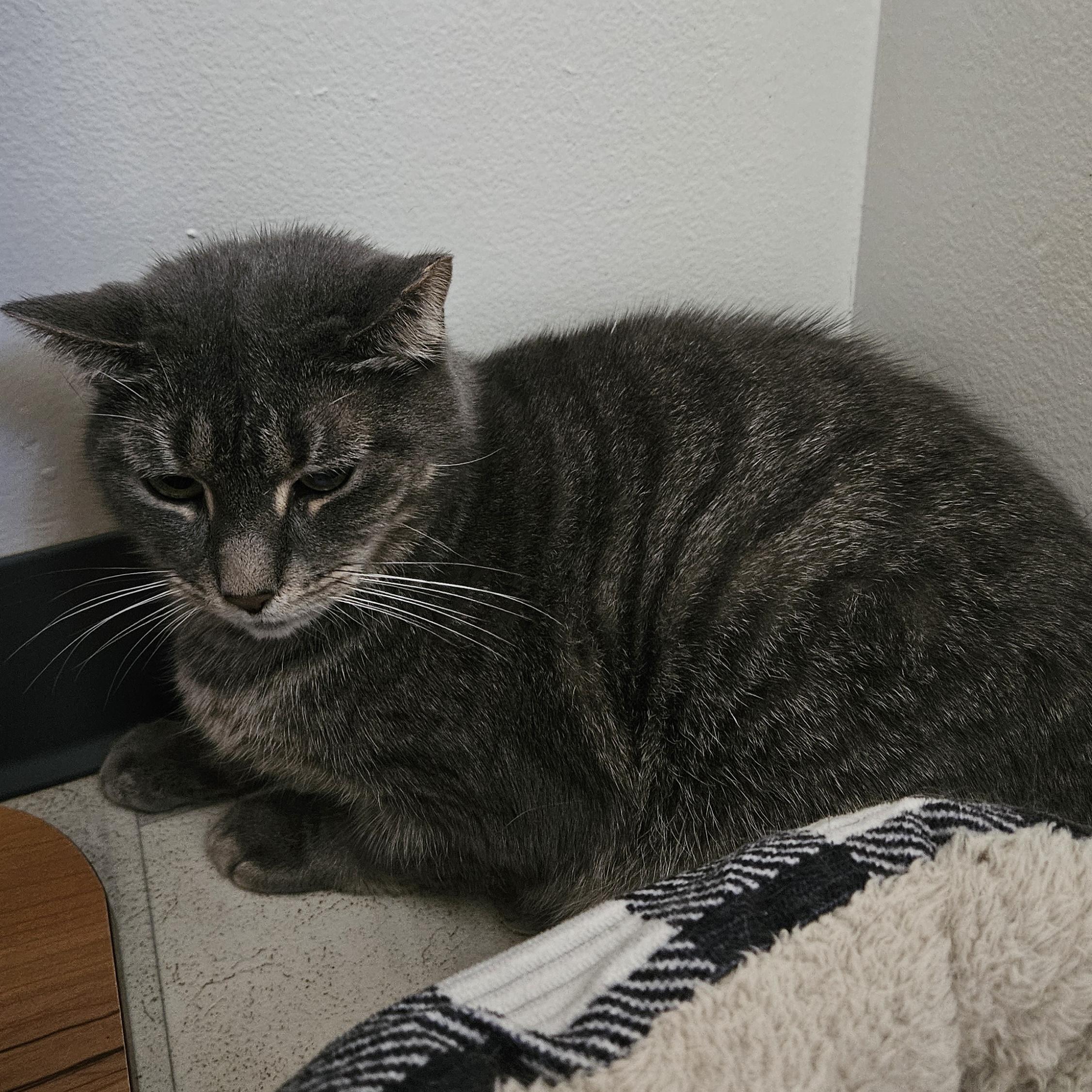 Enlarge CC, a ADOPTABLE Domestic Short Hair in Brockport, NY image 6/6