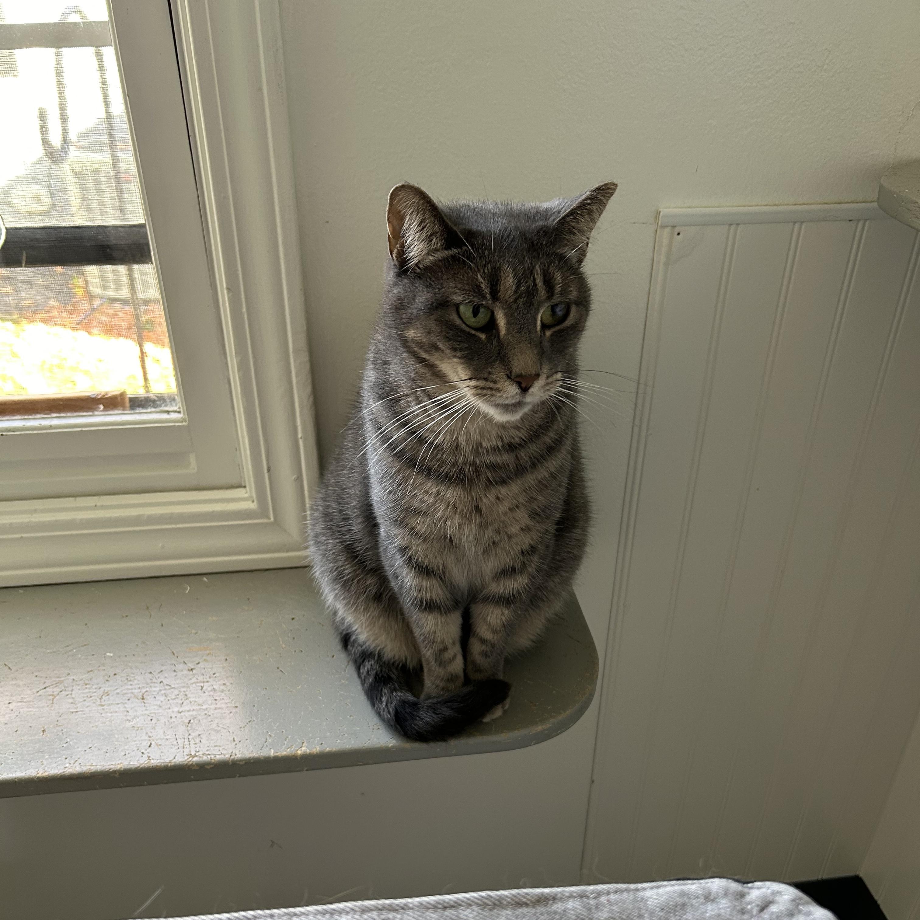 Enlarge CC, a ADOPTABLE Domestic Short Hair in Brockport, NY image 4/6