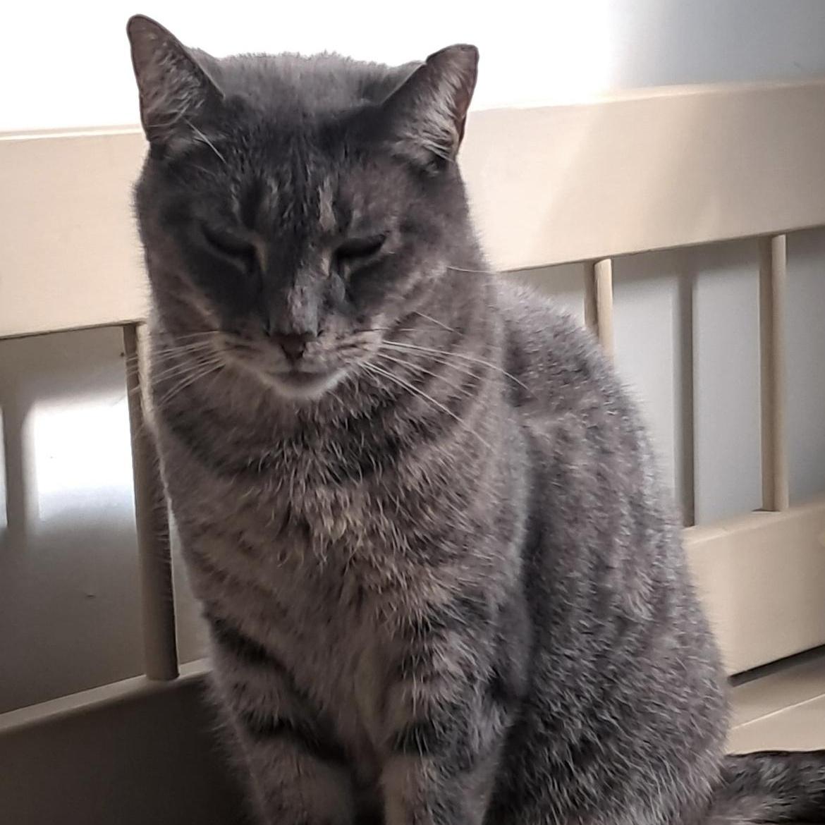 Enlarge CC, a ADOPTABLE Domestic Short Hair in Brockport, NY image 1/6