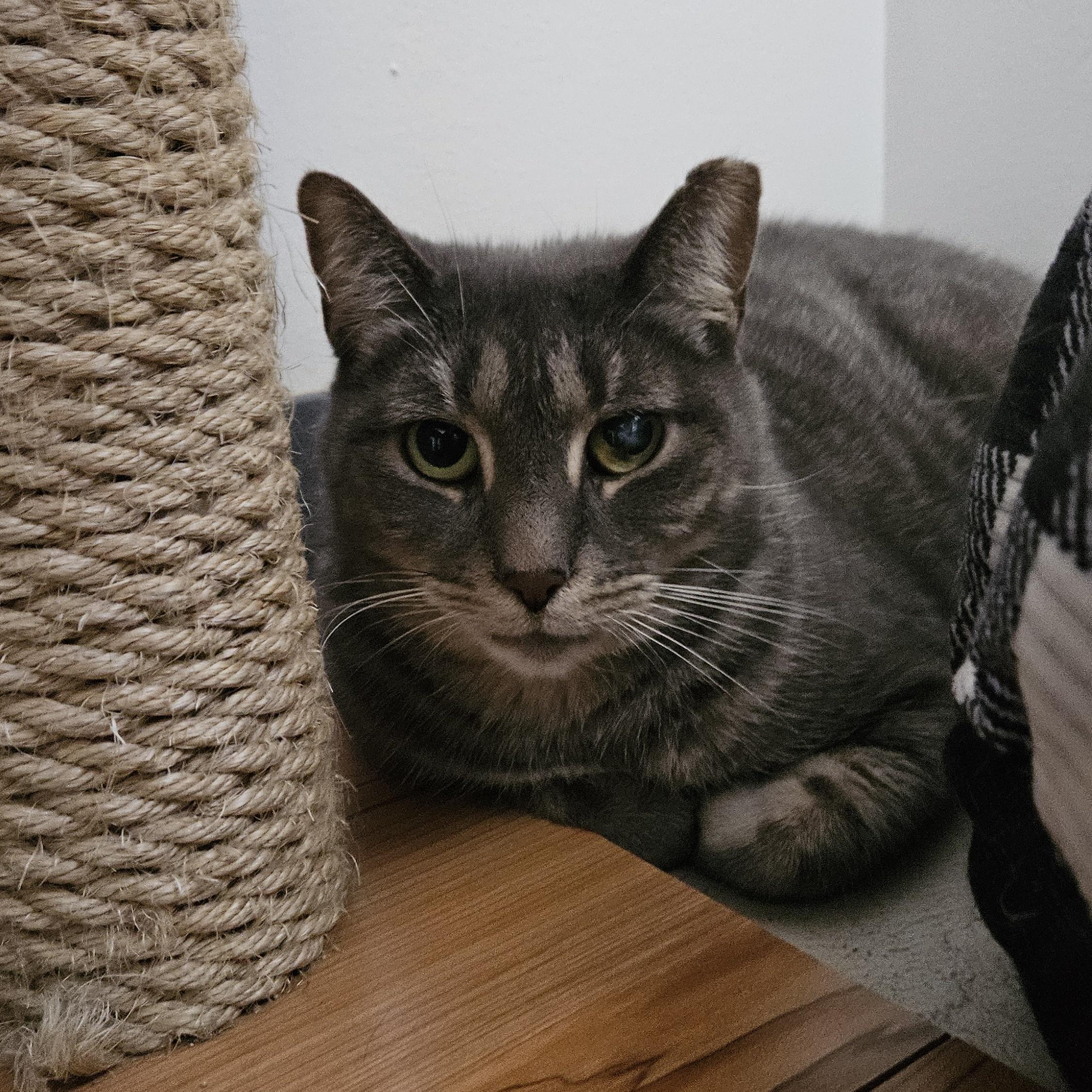 Enlarge CC, a ADOPTABLE Domestic Short Hair in Brockport, NY image 3/6