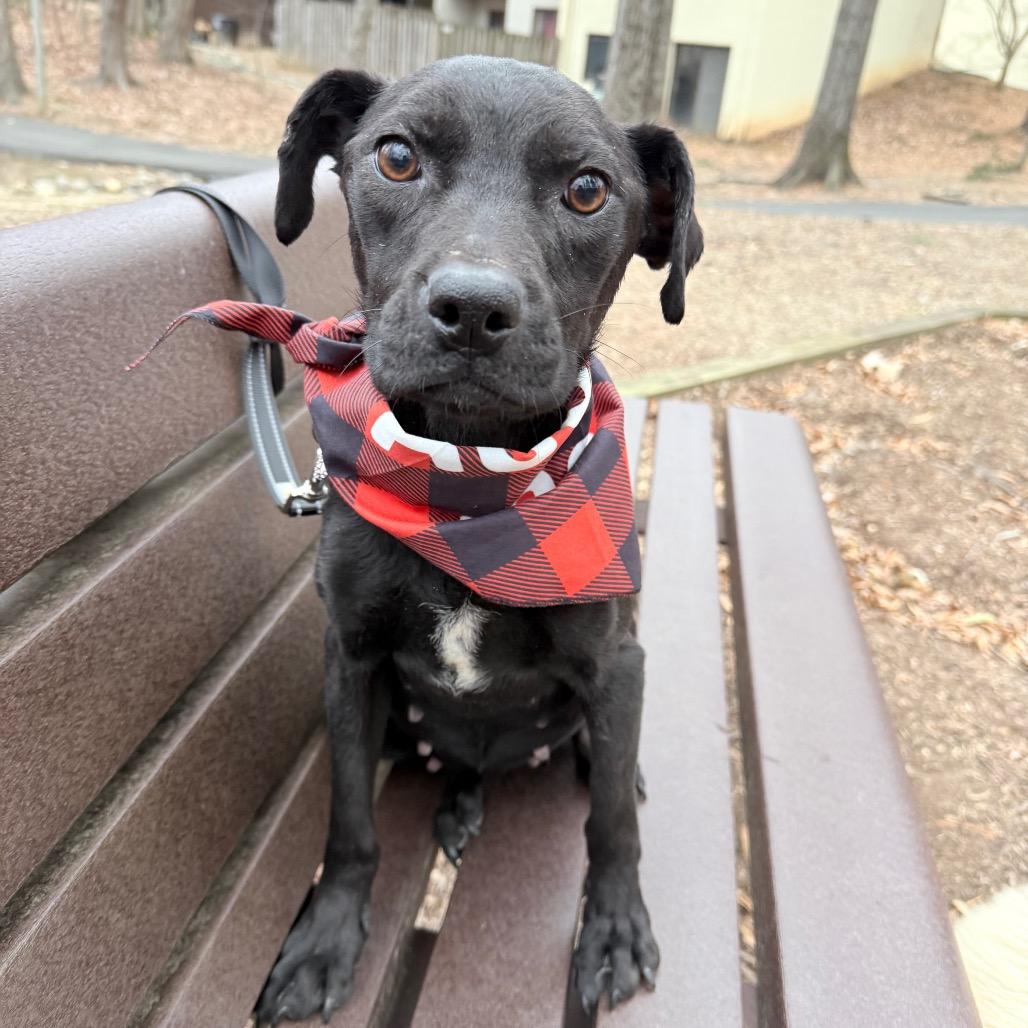 Josie, a Adoptable mixed breed in Fairfax, VA image 1/4