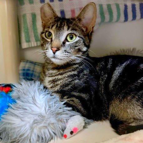 Enlarge Baby Burgess, a Adoptable mixed breed in Woodinville, WA image 1/4