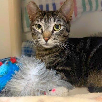 Enlarge Baby Burgess, a Adoptable mixed breed in Woodinville, WA image 2/4