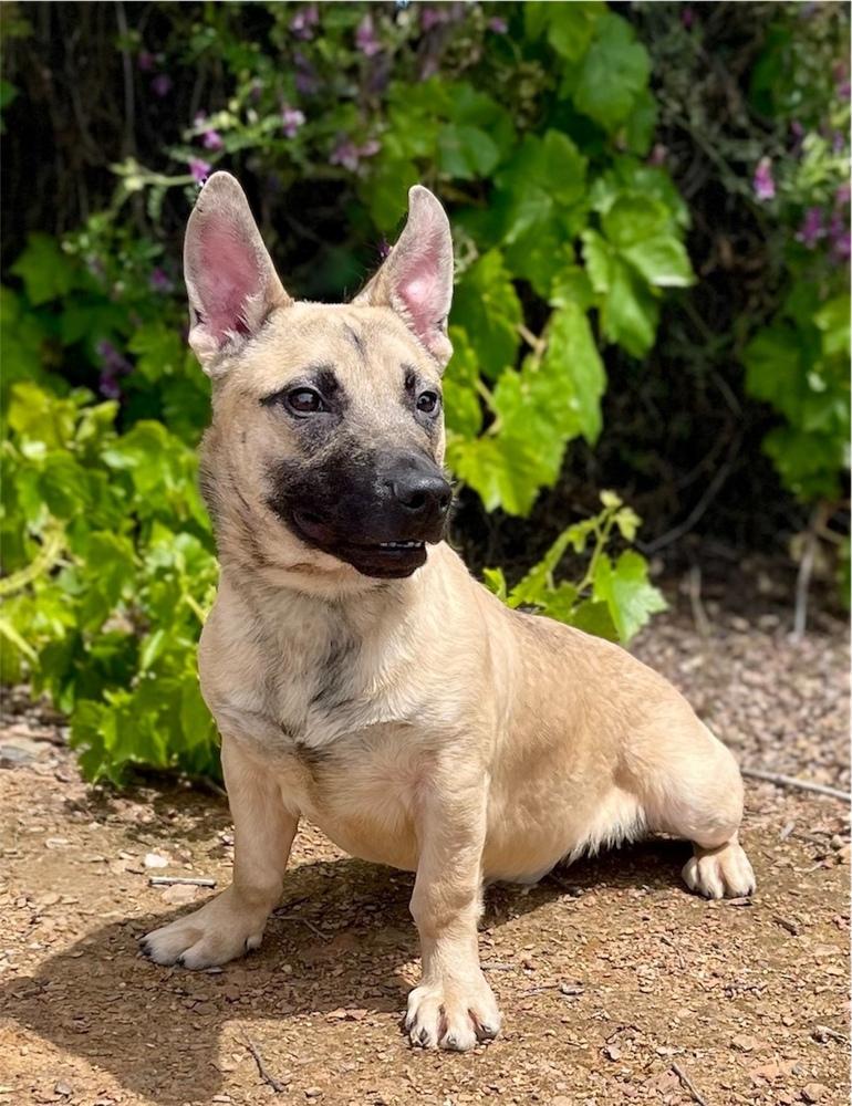 Enlarge Chili Dog, a Adoptable mixed breed in Jamestown, CA image 1/3