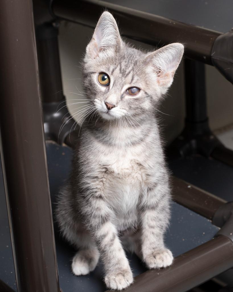 Enlarge Francis, a Adoptable mixed breed in Boone, IA image 1/1