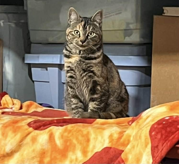 Patches, ADOPTABLE, Adult Female Domestic Short Hair.