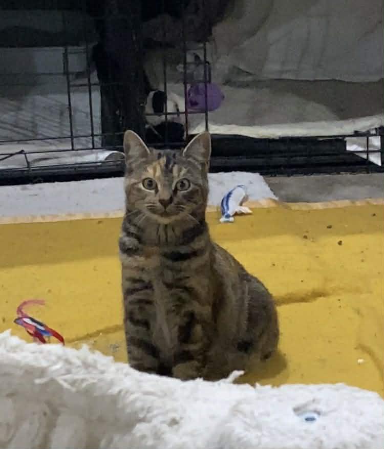 Enlarge Patches, a ADOPTABLE mixed breed in Everett, WA image 3/3