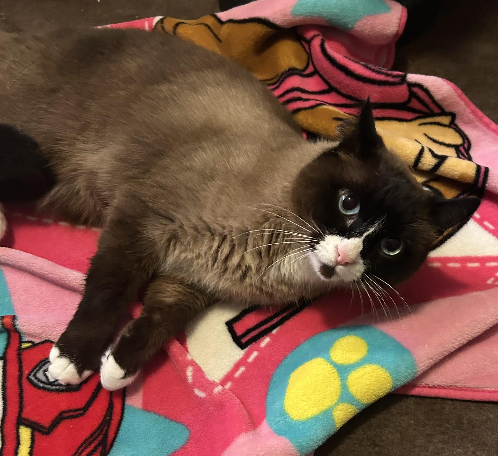 Nova, adopted, Adult Male Domestic Short Hair.