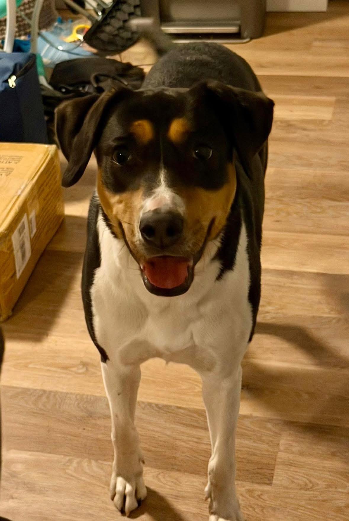 Enlarge Stevie (female), a Adoptable mixed breed in Willington, CT image 6/6
