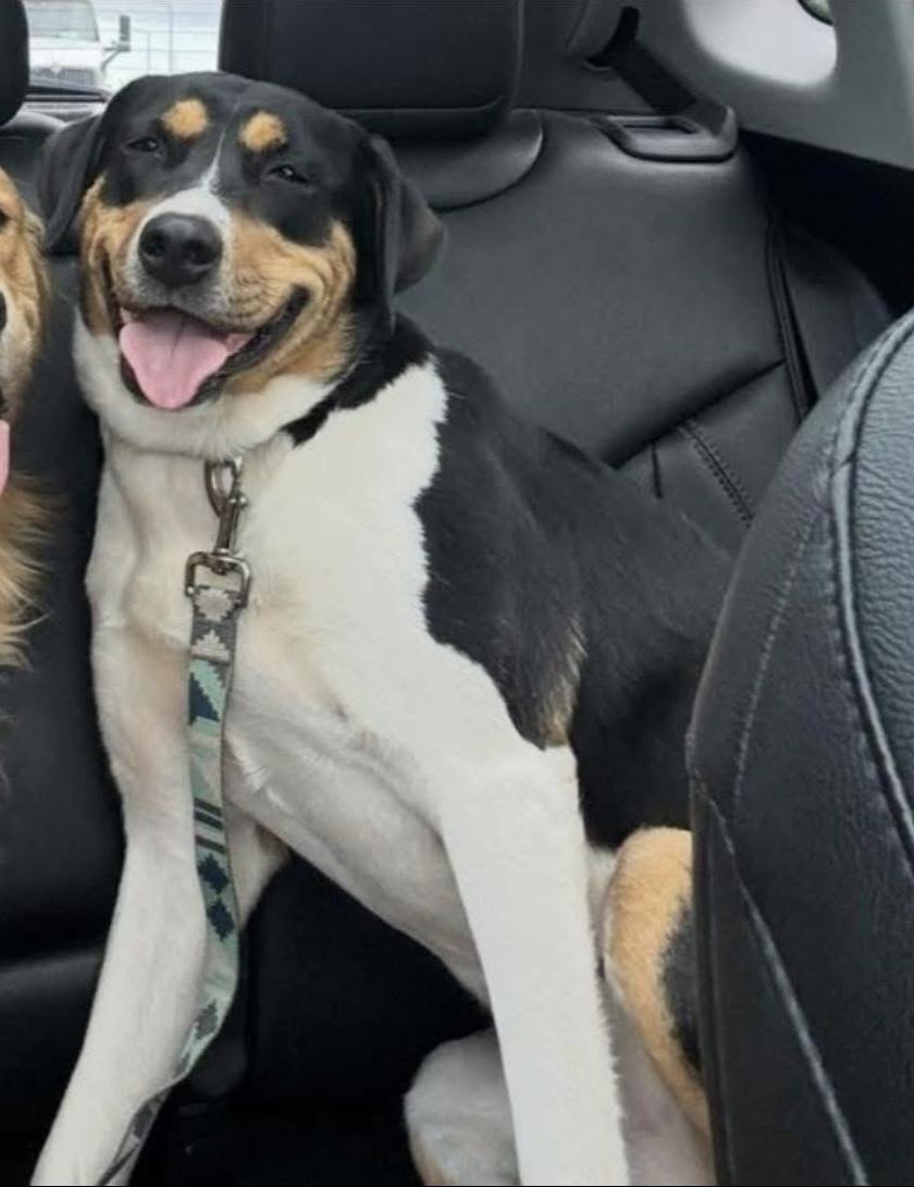 Enlarge Stevie (female), a Adoptable mixed breed in Willington, CT image 1/6