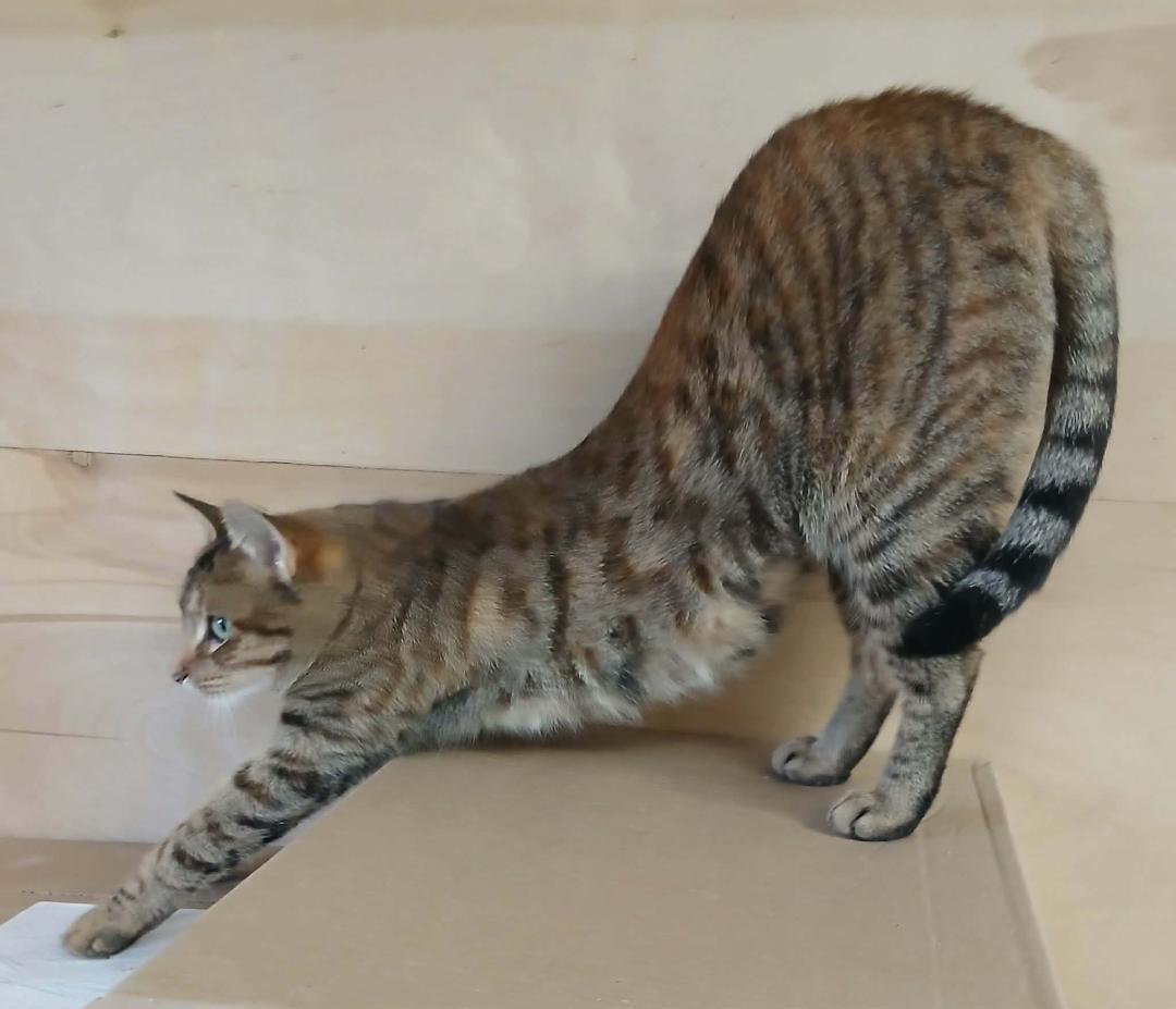 Enlarge Norma, a ADOPTABLE Tabby in Hamilton, ON image 2/3