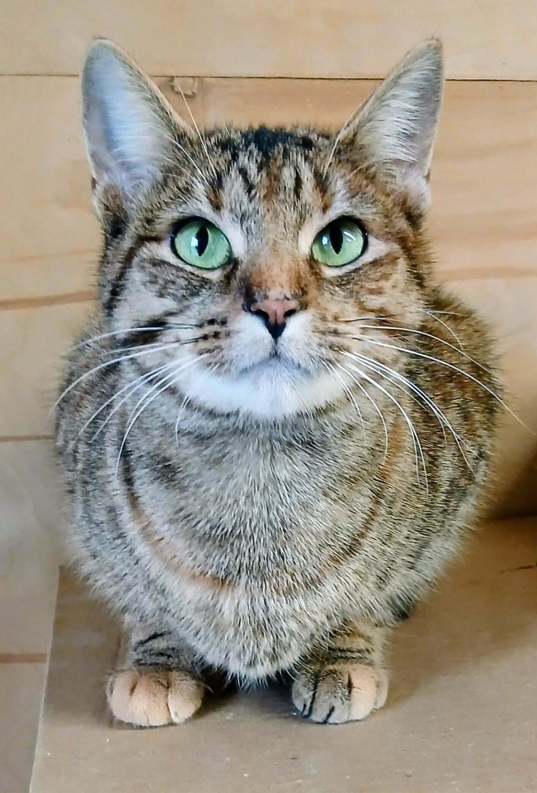 Enlarge Norma, a ADOPTABLE Tabby in Hamilton, ON image 3/3