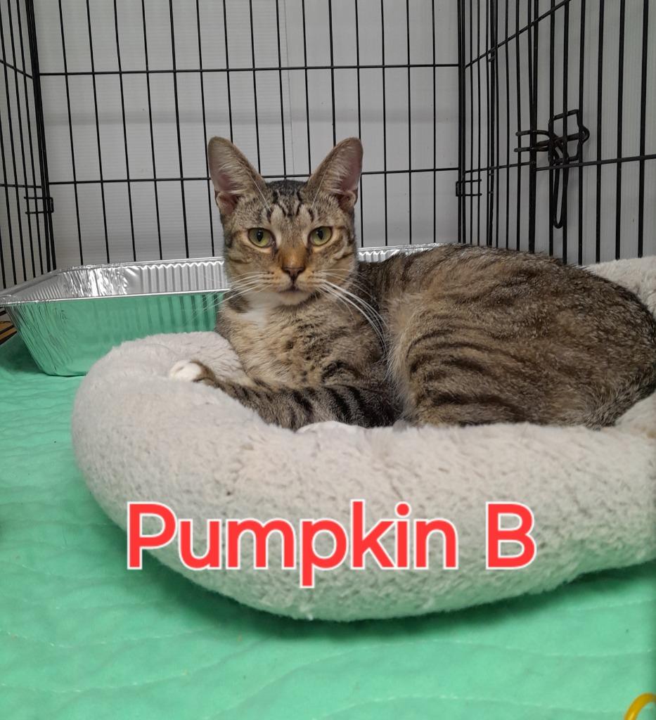 Pumpkin B., Adoptable, Adult Female Domestic Short Hair.