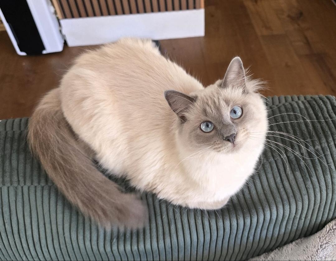 Snow, adopted, Young Female Domestic Long Hair.