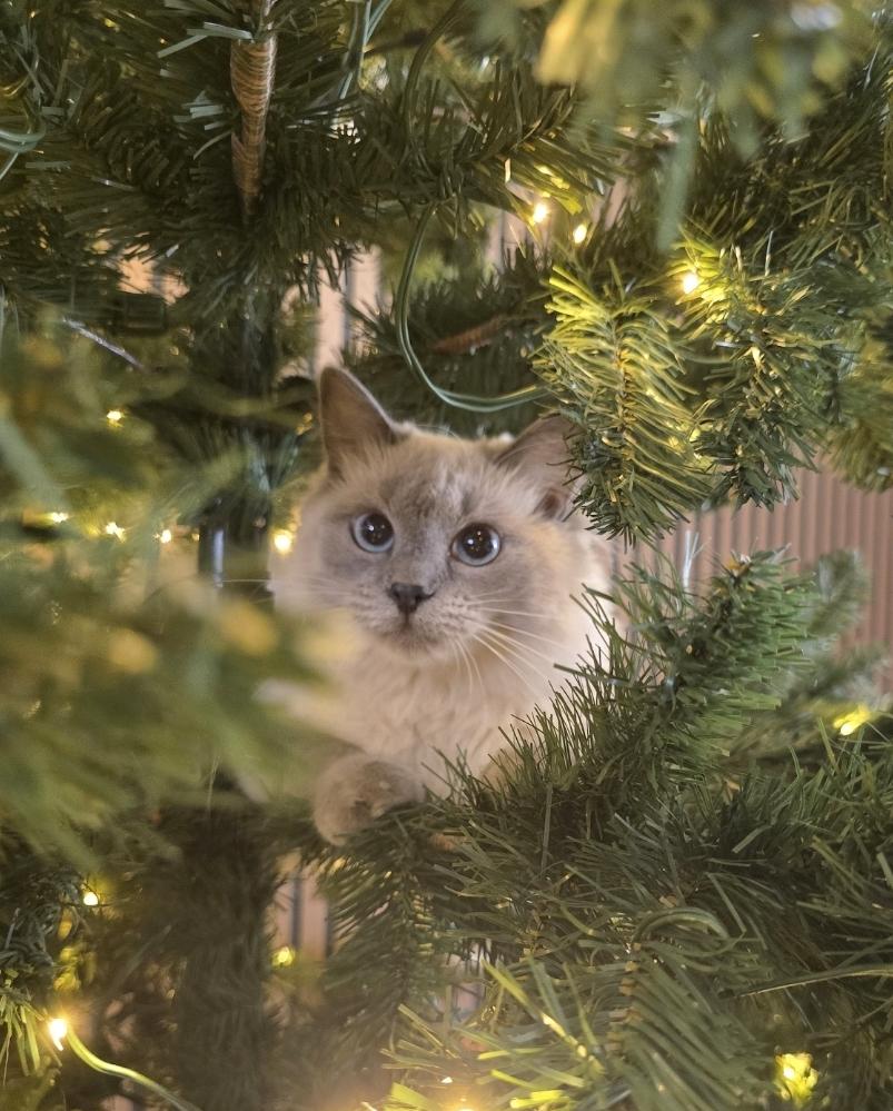 Snow, adopted, Young Female Domestic Long Hair.