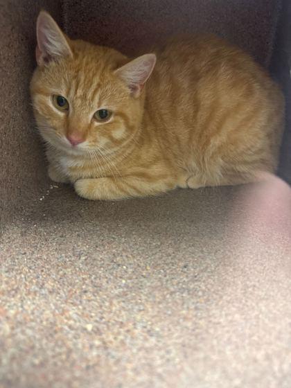 Hobe, ADOPTABLE, Adult Female Domestic Short Hair.