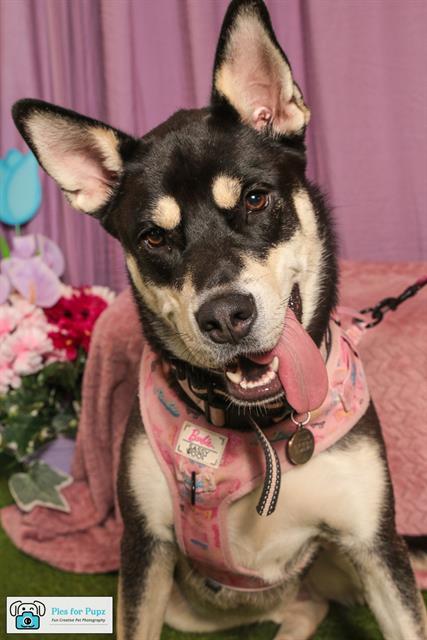 TUNDRA, Adoptable, Young Female Siberian Husky.