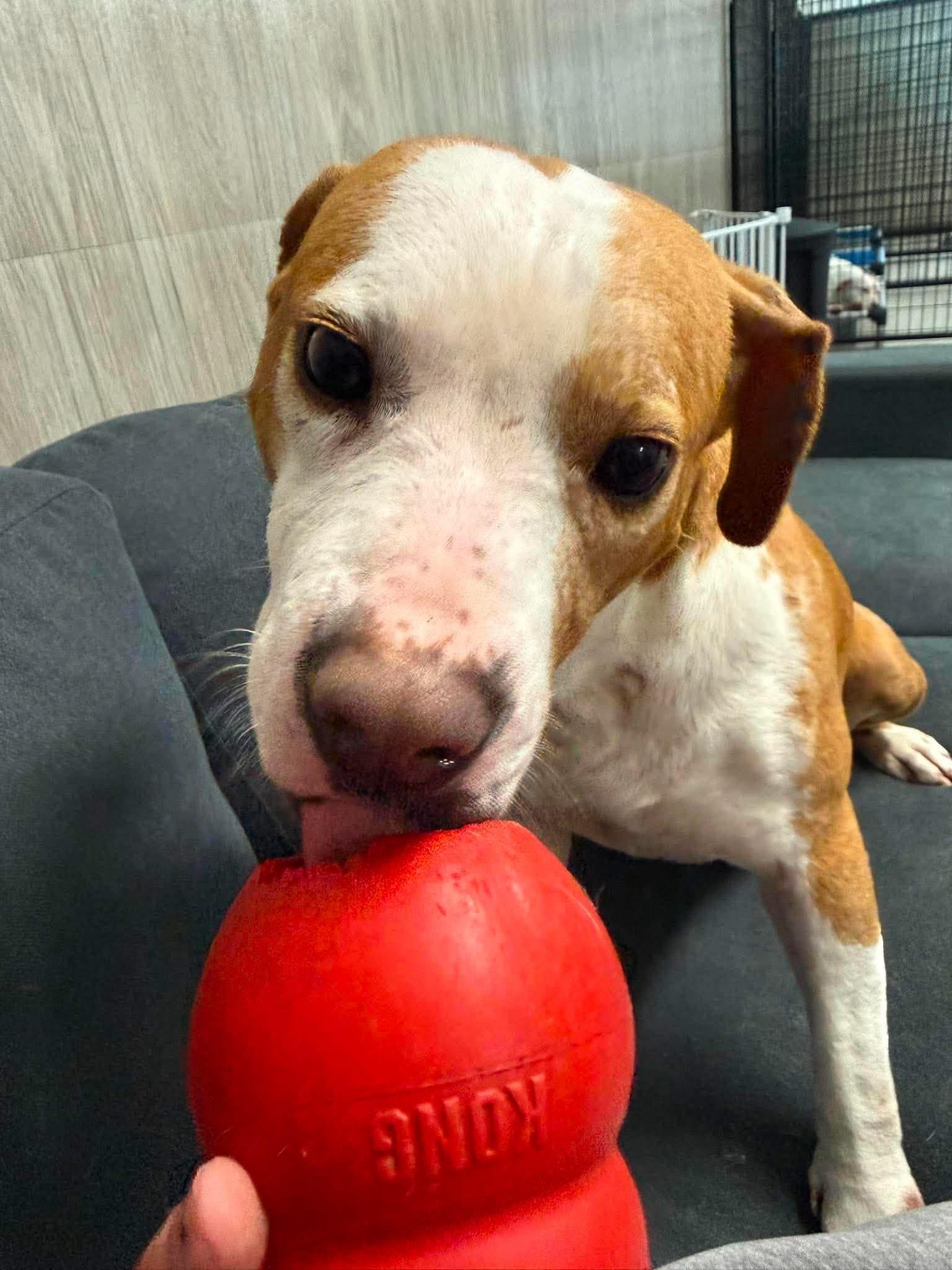 Enlarge Tackle, a ADOPTABLE mixed breed in Grand Haven, MI image 4/5