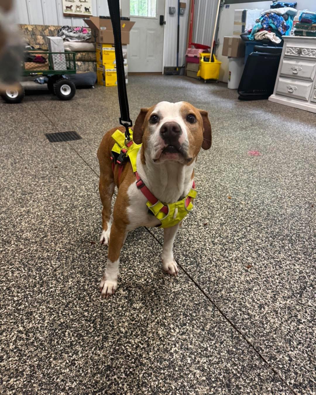 Enlarge Tackle, a ADOPTABLE mixed breed in Grand Haven, MI image 2/5