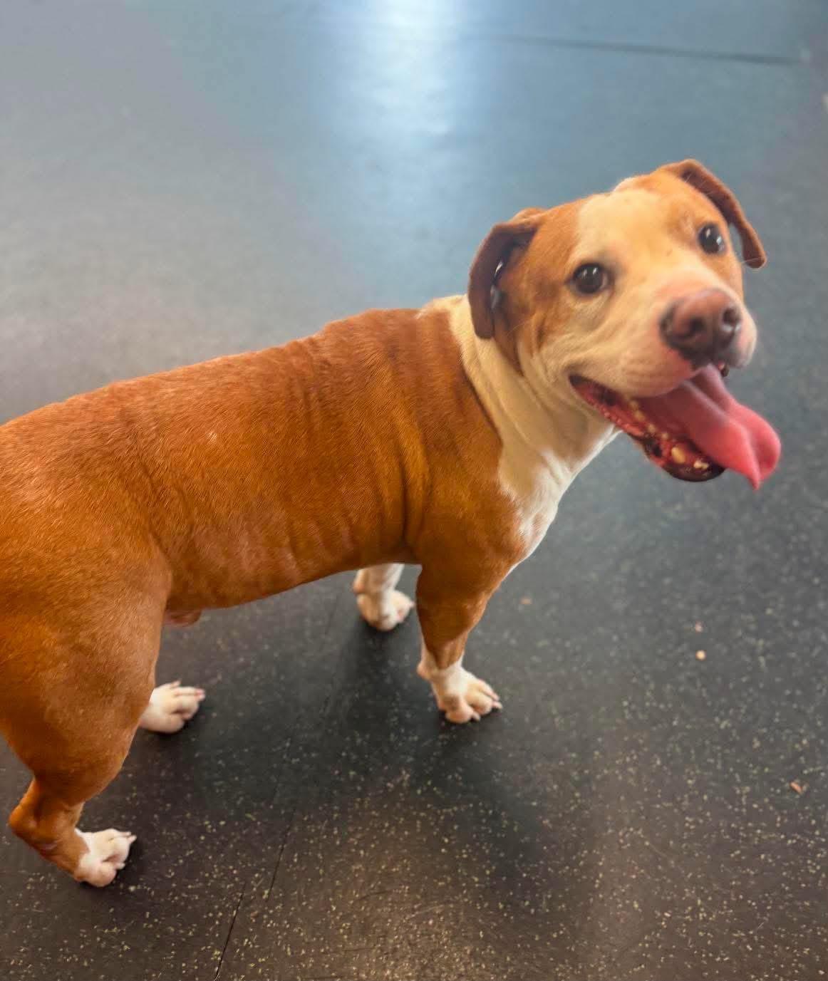 Tackle, ADOPTABLE, Adult Male Pit Bull Terrier.
