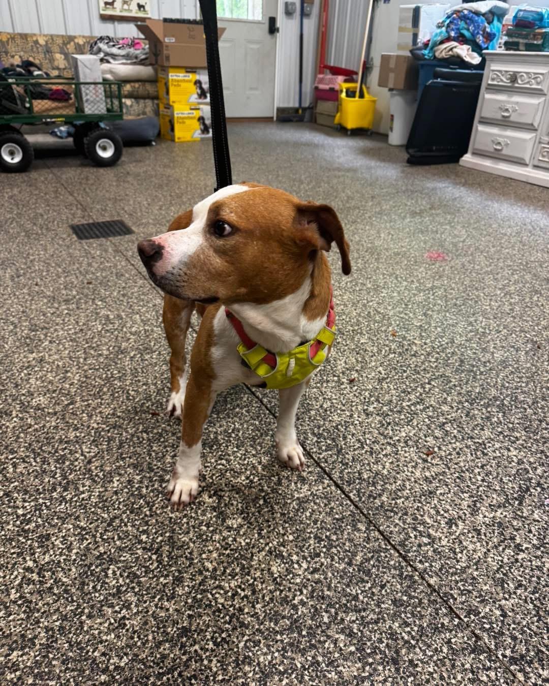 Enlarge Tackle, a ADOPTABLE mixed breed in Grand Haven, MI image 5/5