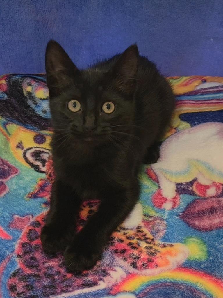 Clover, Adopted, Kitten Female Domestic Short Hair.