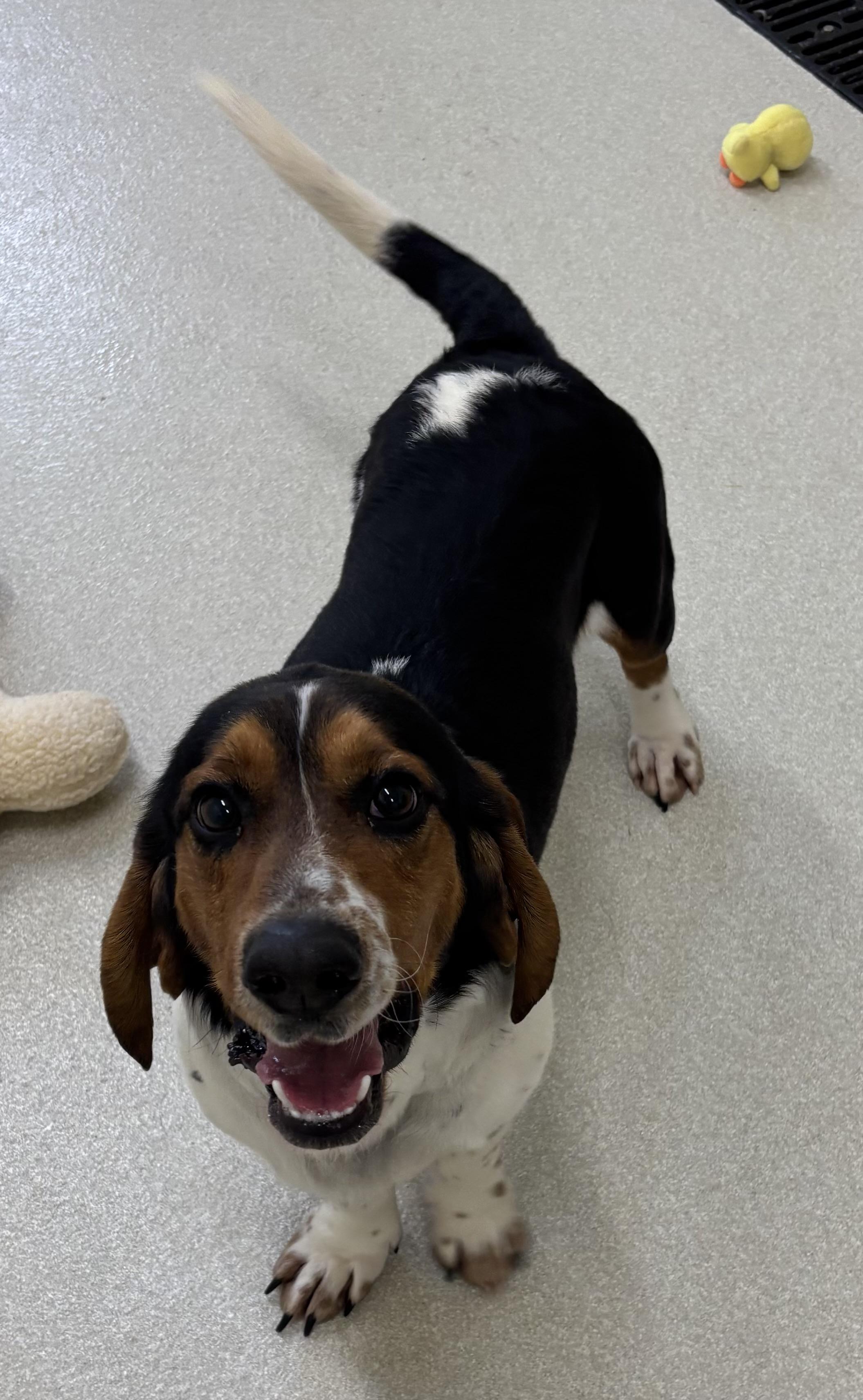 Enlarge Flash, an adopted mixed breed in Ashland, OH image 1/1