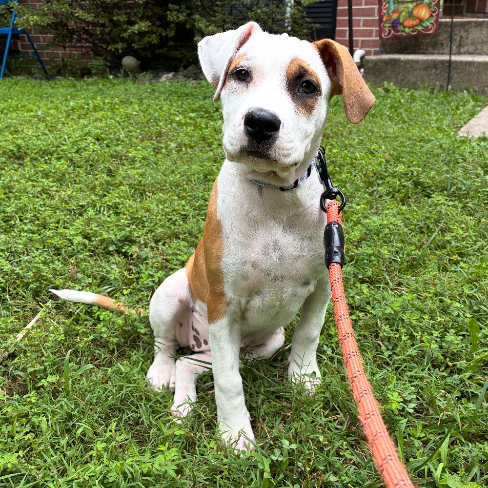 Enlarge Faith, a Adoptable mixed breed in Reisterstown, MD image 1/4