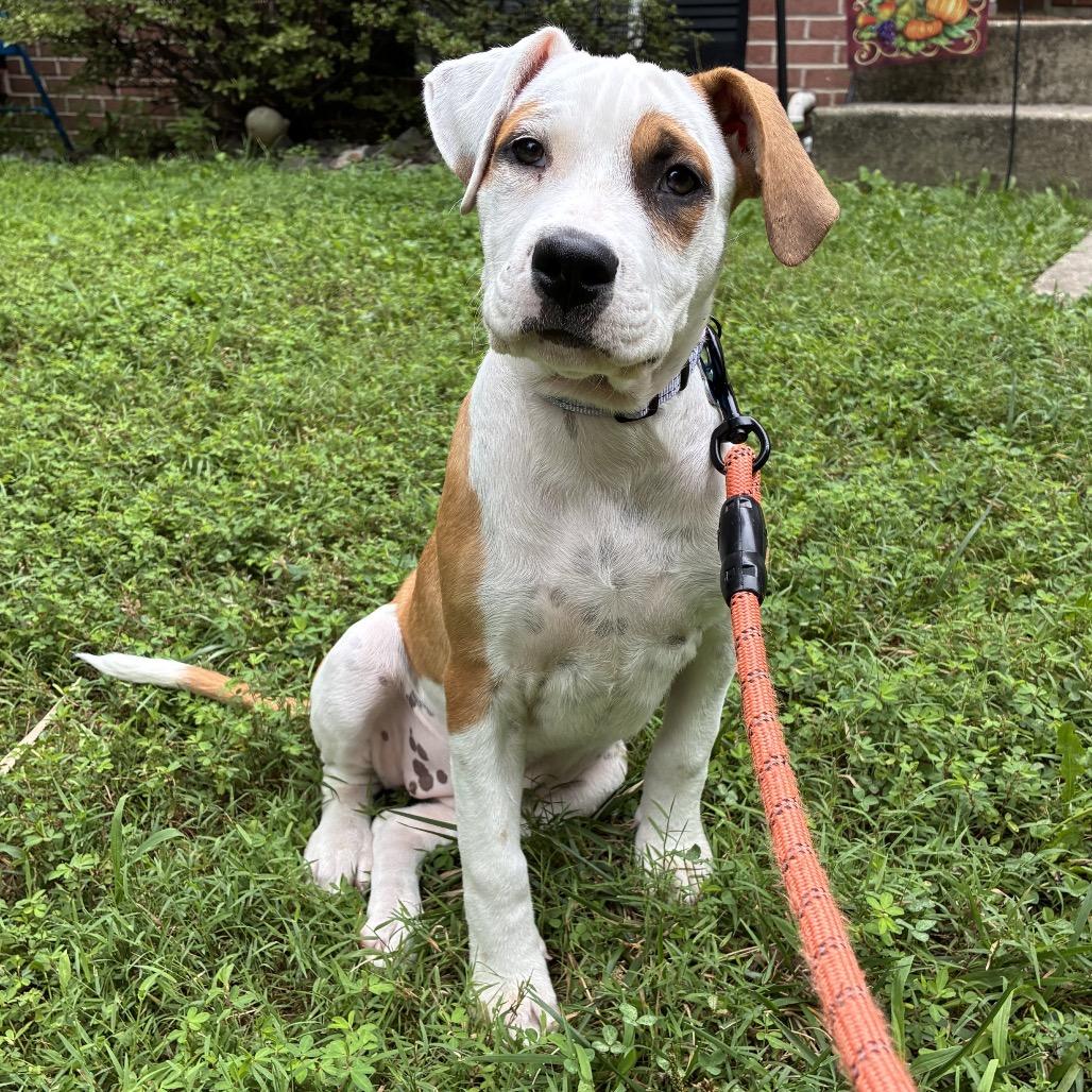 Enlarge Faith, a Adoptable mixed breed in Reisterstown, MD image 2/4
