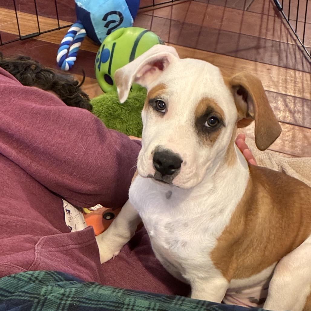 Enlarge Faith, a Adoptable mixed breed in Reisterstown, MD image 3/4