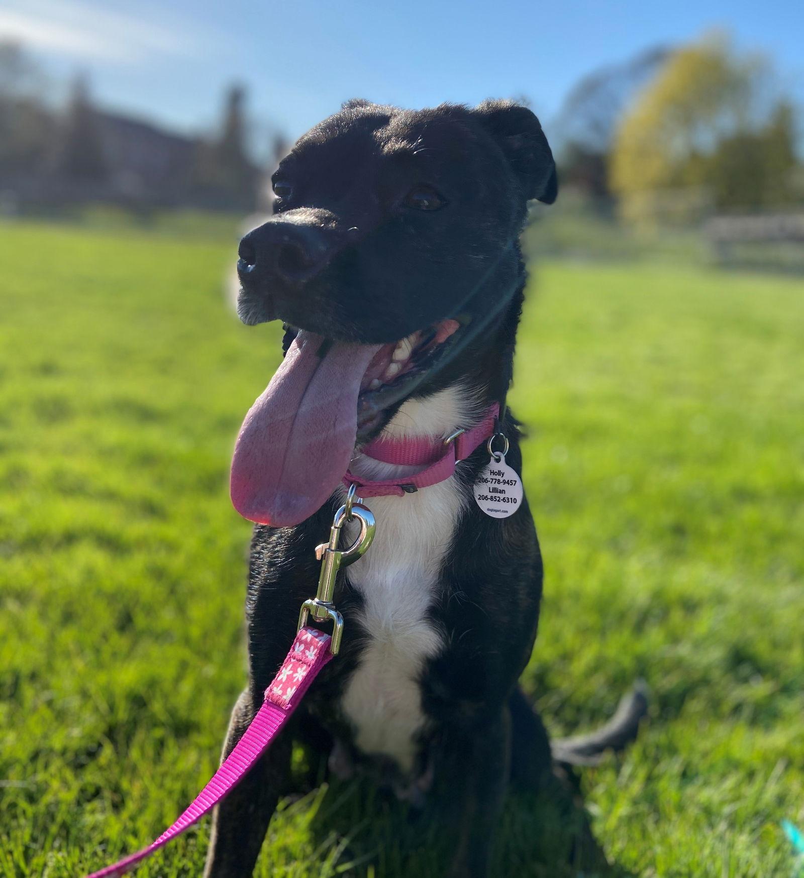 Diamond, Adopted, Young Female Boxer & Staffordshire Bull Terrier.