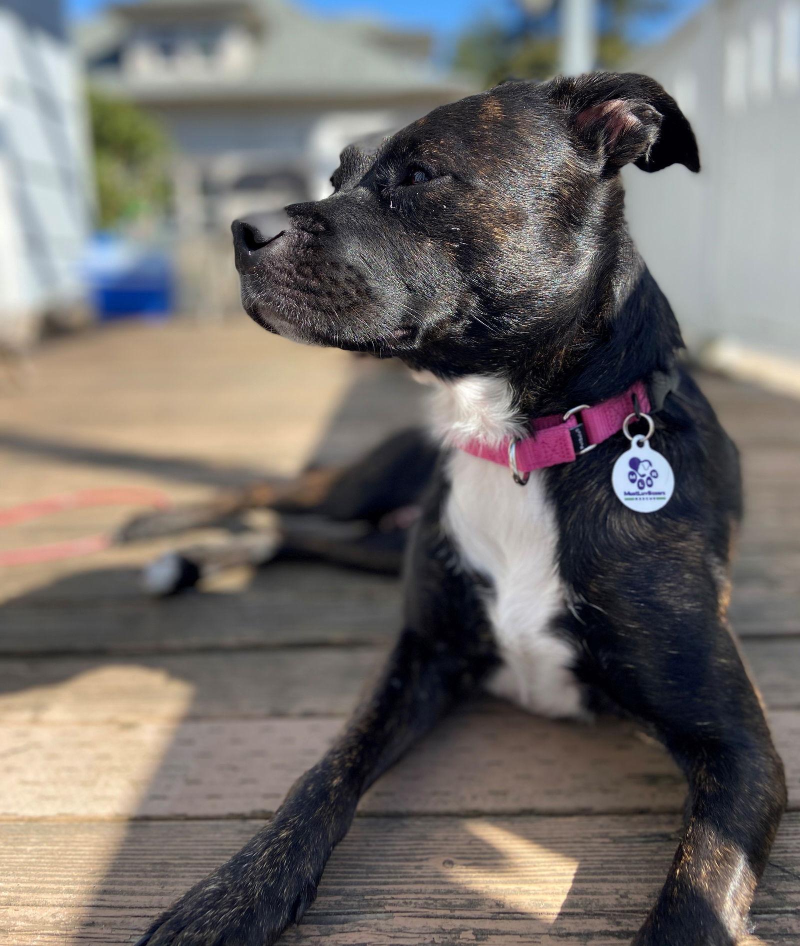 Enlarge Diamond, a Adopted mixed breed in Stanwood, WA image 3/3