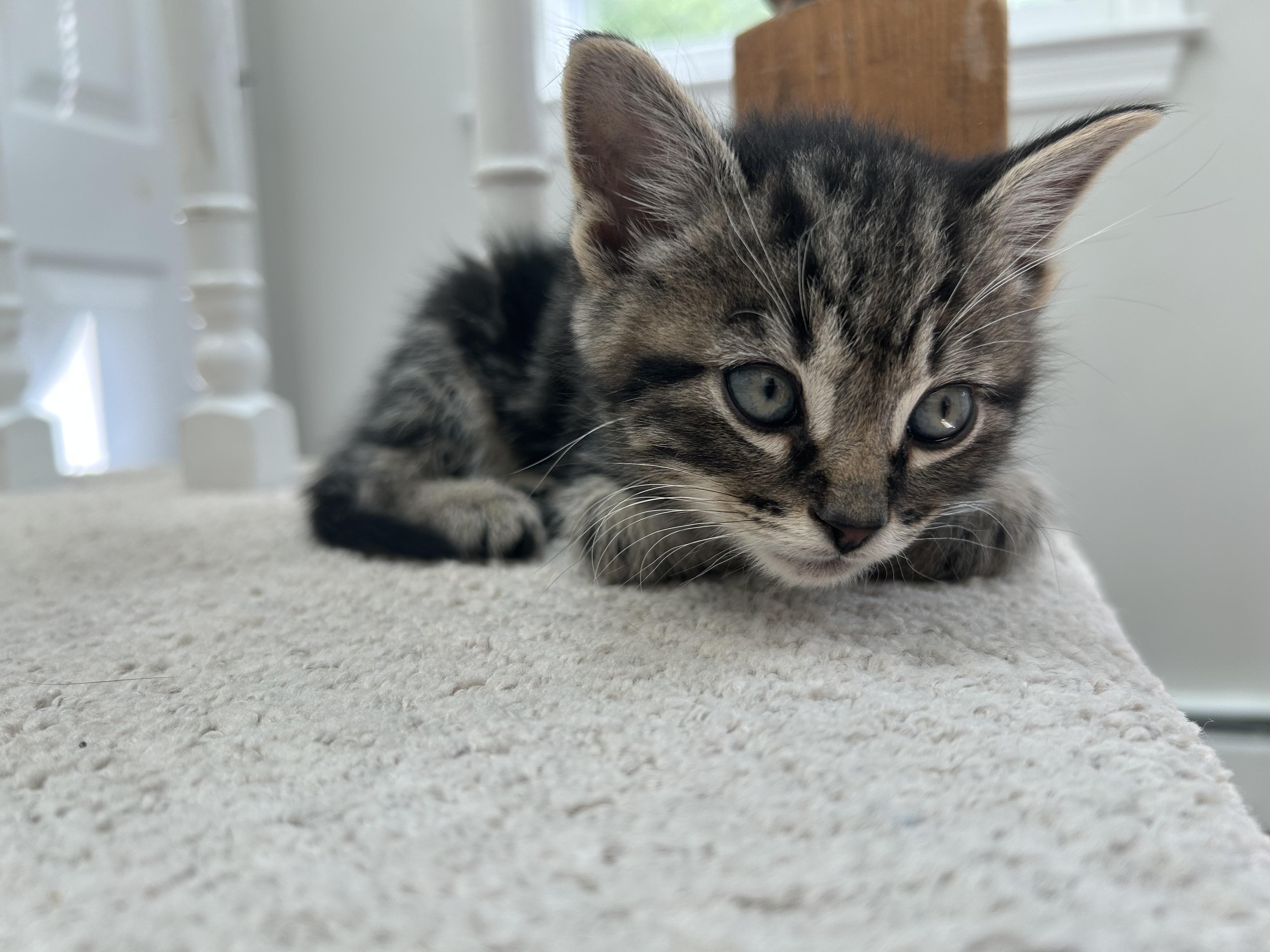 Enlarge Green, an adopted Domestic Short Hair in Medfield, MA image 1/4