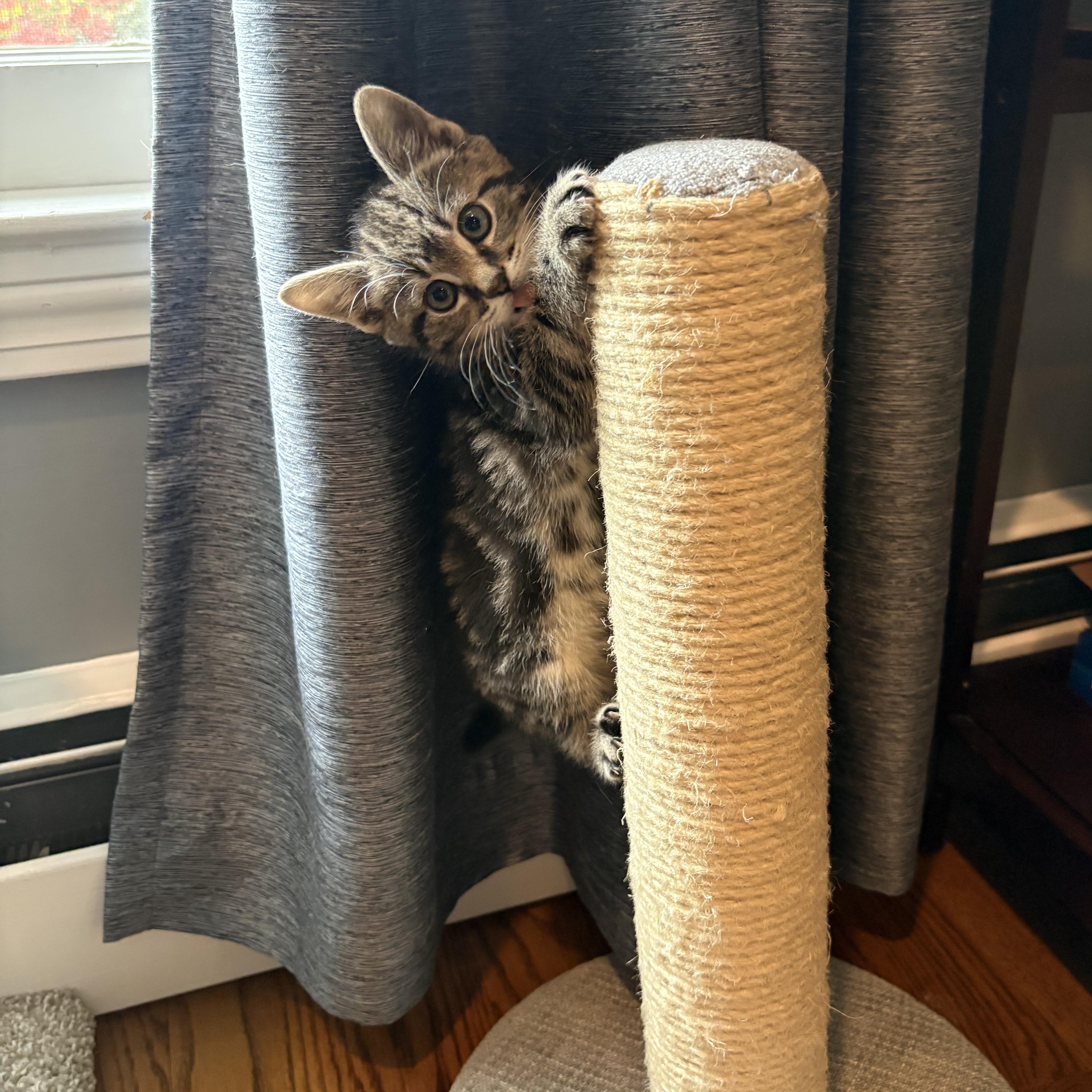 Enlarge Green, an adopted Domestic Short Hair in Medfield, MA image 4/4