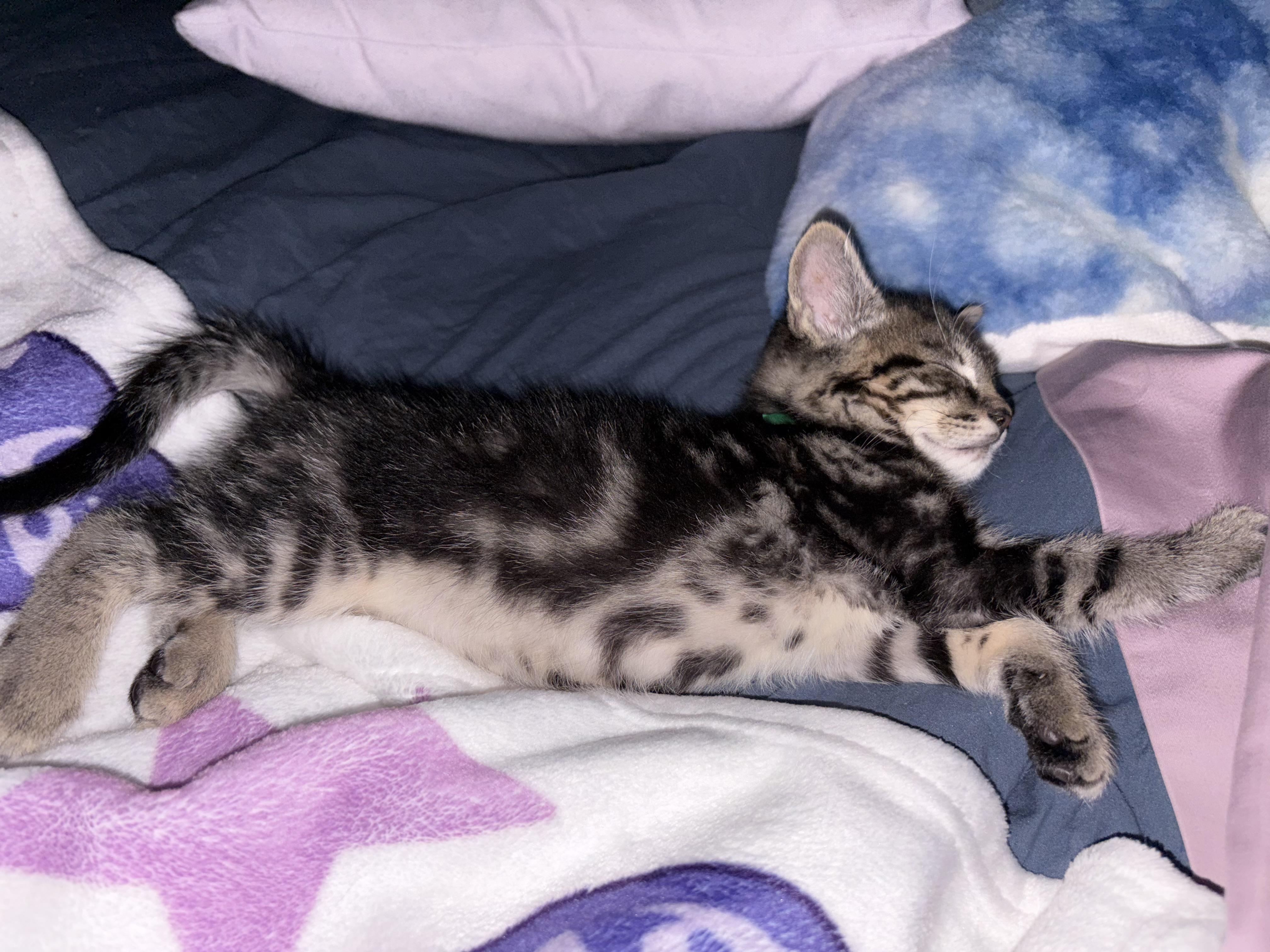 Enlarge Green, an adopted Domestic Short Hair in Medfield, MA image 3/4