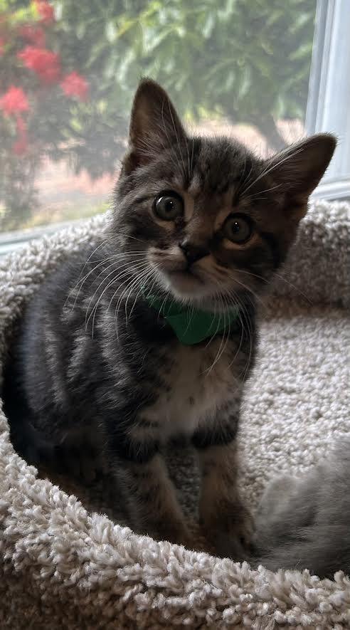 Enlarge Green, an adopted Domestic Short Hair in Medfield, MA image 2/4