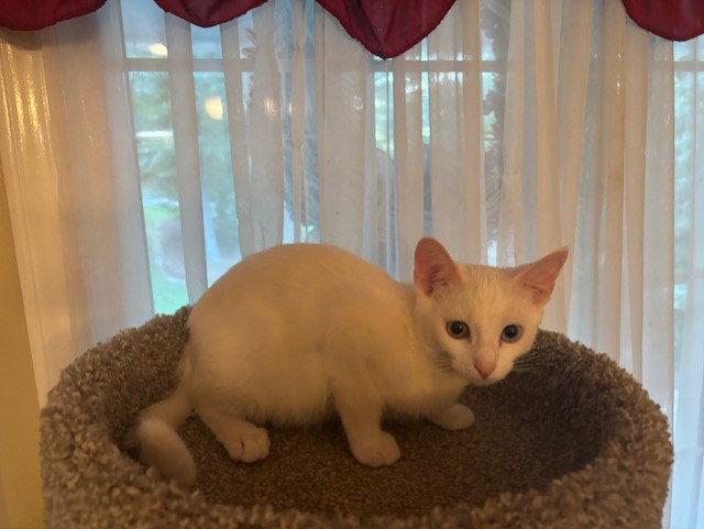 Enlarge Snowflake, a Adopted Domestic Short Hair in Fayetteville, GA image 1/3