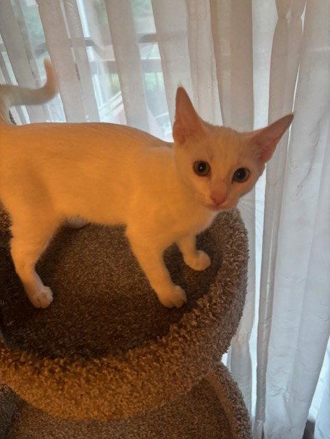 Enlarge Snowflake, a Adopted Domestic Short Hair in Fayetteville, GA image 2/3