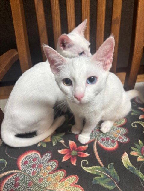 Enlarge Snowflake, a Adopted Domestic Short Hair in Fayetteville, GA image 3/3