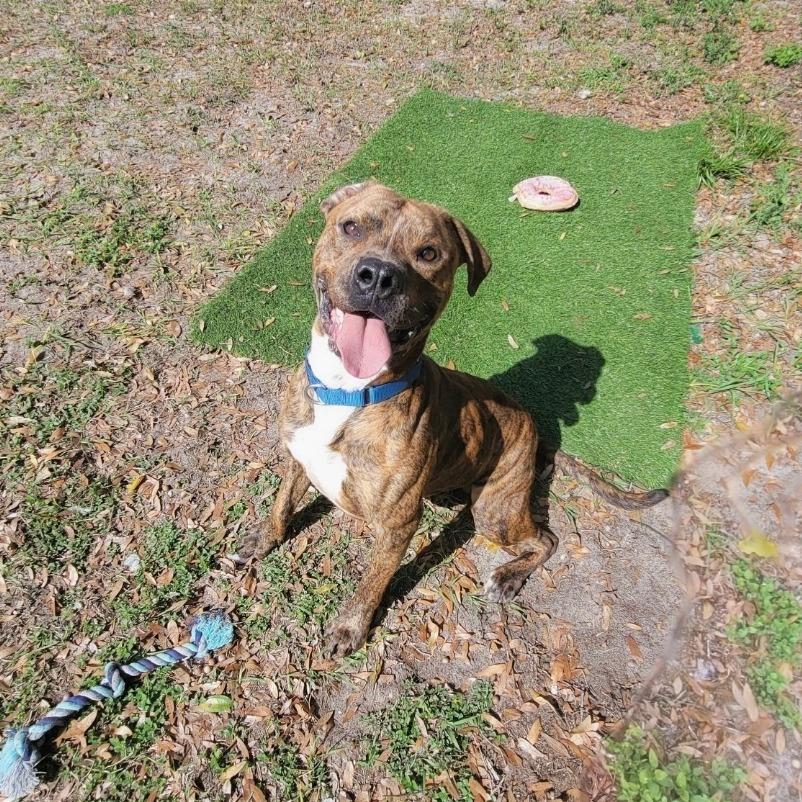 Enlarge Blaze, a Adoptable American Staffordshire Terrier in Lake Panasoffkee, FL image 1/6