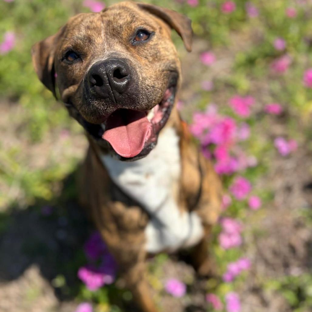 Enlarge Blaze, a Adoptable Mixed Breed in Lake Panasoffkee, FL image 2/6