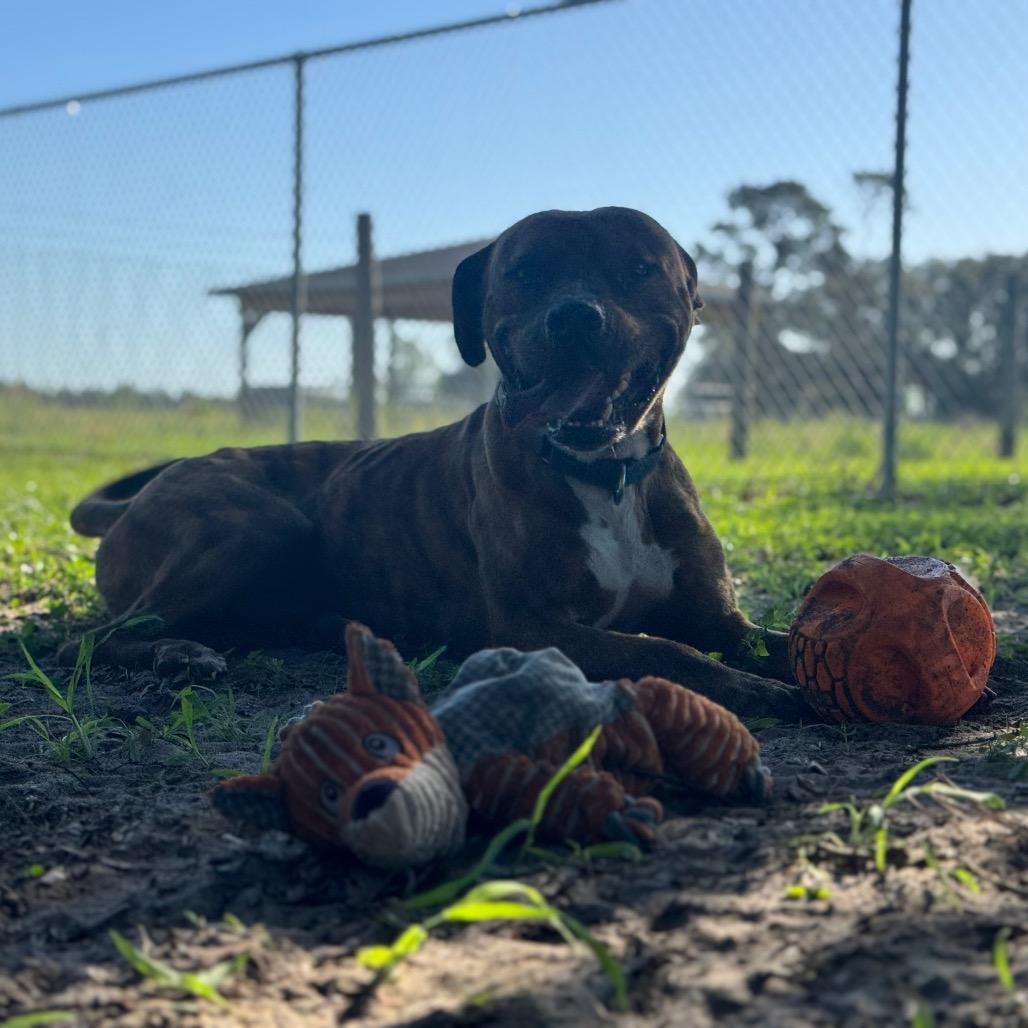 Blaze, a Adoptable Mixed Breed in Lake Panasoffkee, FL image 2/6