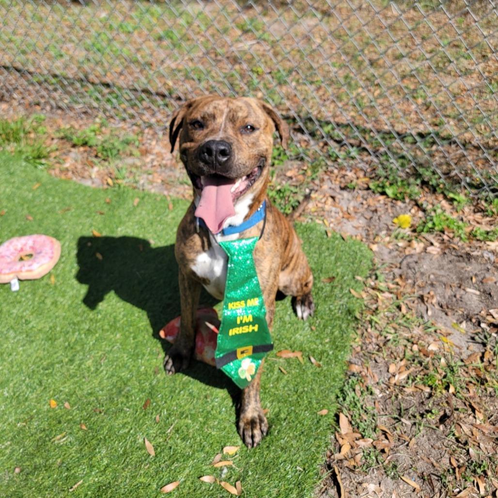 Enlarge Blaze, a Adoptable American Staffordshire Terrier in Lake Panasoffkee, FL image 2/6