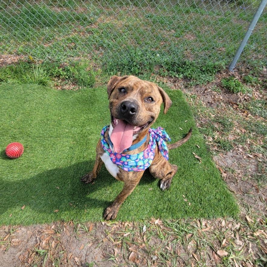 Enlarge Blaze, a Adoptable American Staffordshire Terrier in Lake Panasoffkee, FL image 3/6