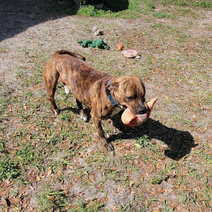 Enlarge Blaze, a Adoptable American Staffordshire Terrier in Lake Panasoffkee, FL image 4/6