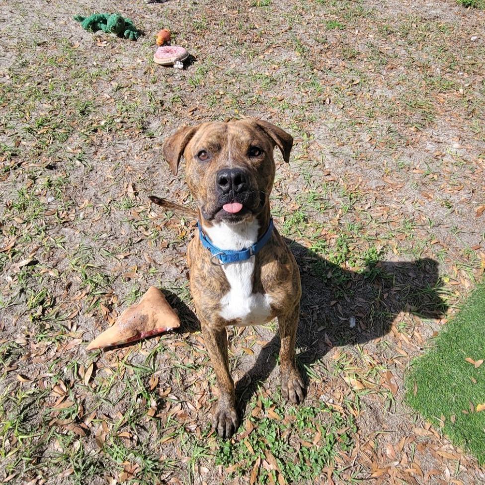 Enlarge Blaze, a Adoptable American Staffordshire Terrier in Lake Panasoffkee, FL image 5/6